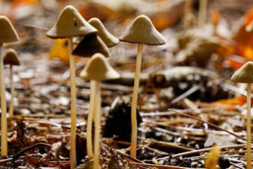 Magic Mushrooms