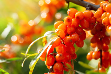 Sea Buckthorn