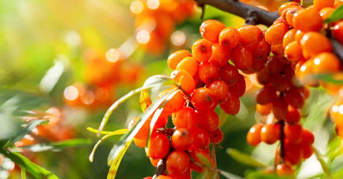 Sea Buckthorn